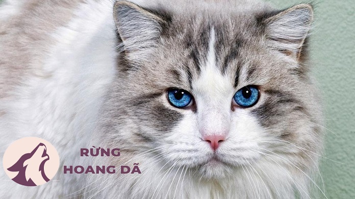 mèo mắt xanh dương