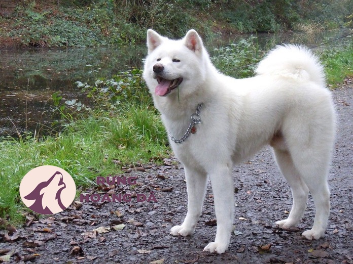 Kinh nghiệm chăm sóc, huấn luyện chó Akita Inu