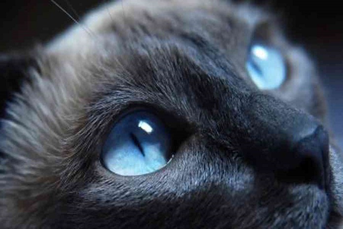 mèo đen mắt xanh