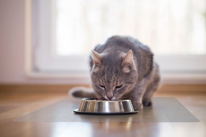 Cho mèo ăn sữa chua thế nào là đủ?