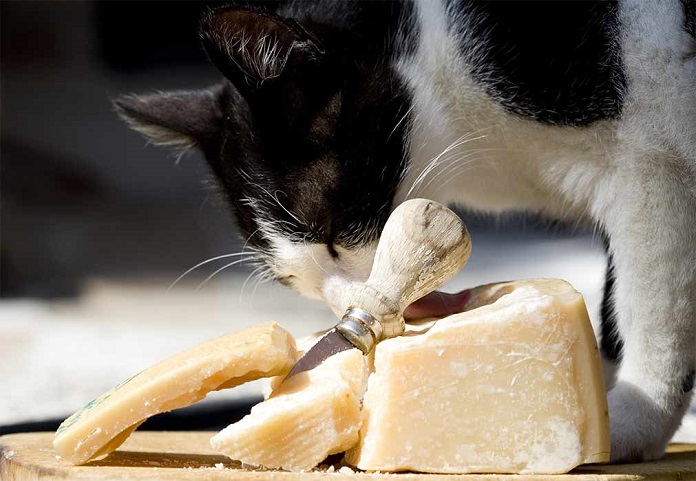 Cho mèo ăn phô mai khi nào để đảm bảo an toàn?