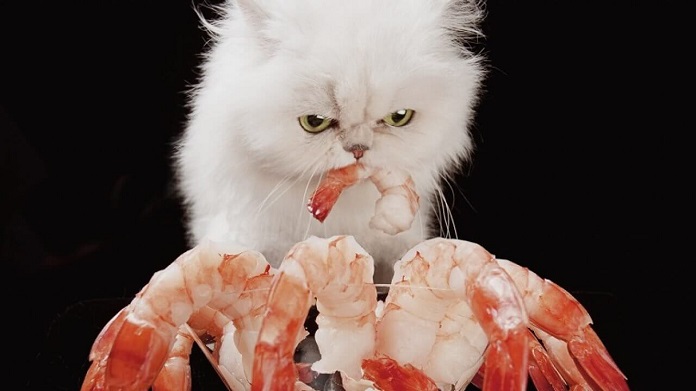 Khi nào ăn tôm không tốt cho mèo?