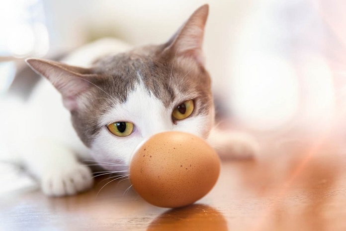 Mèo ăn trứng có lợi ích và nguy cơ gì?