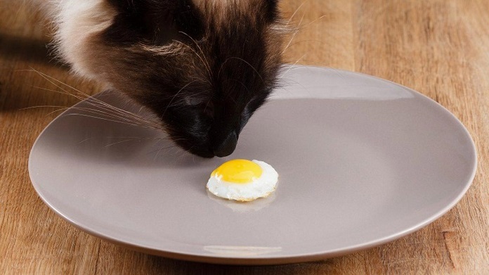 Cho mèo trứng thế nào là đủ, là an toàn?