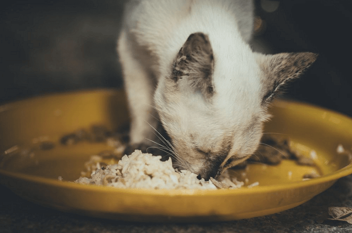 Nên cho mèo con ăn gì trong khi cai sữa