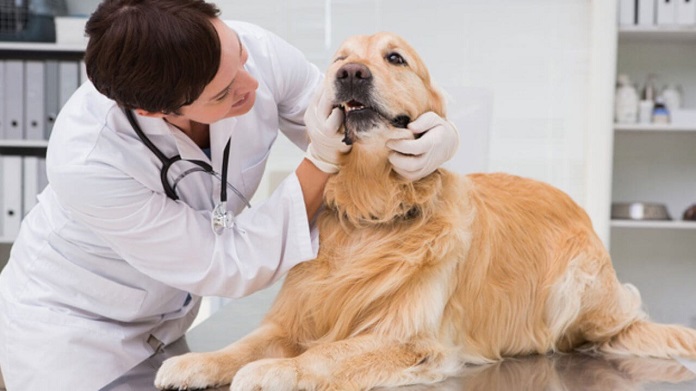 Điều trị chó bị ho khạc như thế nào?